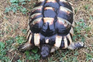Landschildkröten kaufen und verkaufen Foto: Looking for Testudo marginata Sarda 2019/2020