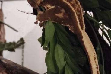 Geckos kaufen und verkaufen Photo: Correlophus ciliatus female and male