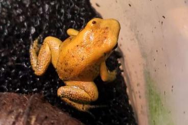 Poison dart frogs kaufen und verkaufen Photo: Phyllobates terribilis orange 