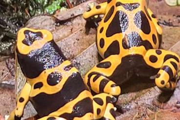 Pfeilgiftfrösche kaufen und verkaufen Foto: 3.2 Dendrobates leucomelas 