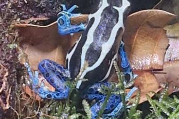 Pfeilgiftfrösche kaufen und verkaufen Foto: Dendrobates tinctorius Oyapock Pfeilgiftfrösche kaufen und verkaufen Foto: Dendrobates tinctorius Oyapock
