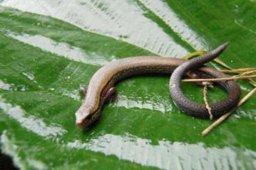 Lizards kaufen und verkaufen Photo: Leptosiaphos graueri quinquidigitada