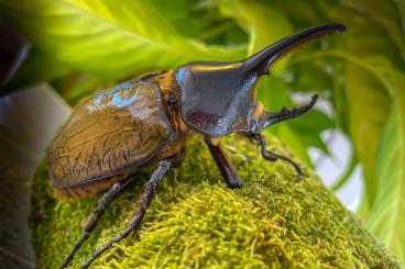 Insects kaufen und verkaufen Photo: Dynastes hercules Männchen - Herkuleskäfer