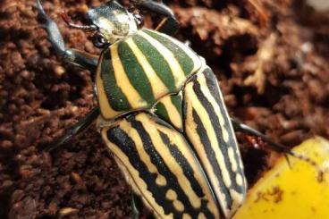 Insects kaufen und verkaufen Photo: Käfer: Dynastes neptunus rouchei