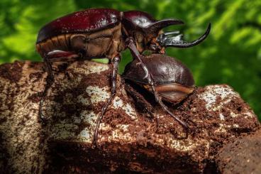 Insekten kaufen und verkaufen Foto: Megasoma actaeon und Dynastes neptunus