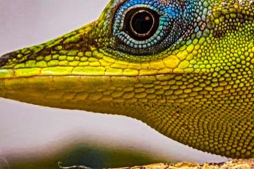 andere Echsen kaufen und verkaufen Foto: Anolis trinitatis und Anolis roquet summus andere Echsen kaufen und verkaufen Foto: Anolis trinitatis und Anolis roquet summus