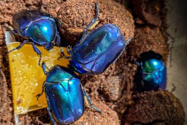 Insects kaufen und verkaufen Photo: Ein Traum von Rosenkäfer - Der Saphir aus Persien ...