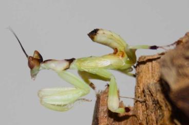 Insects kaufen und verkaufen Photo: Helvia cardinalis Gottesanbeterin Männchen
