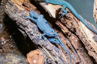 Lizards kaufen und verkaufen Photo: Podarcis siculus campestris und paulae Lizards kaufen und verkaufen Photo: Podarcis siculus campestris und paulae
