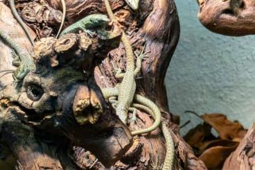 Lizards kaufen und verkaufen Photo: Algyroides nigropunctatus Lizards kaufen und verkaufen Photo: Algyroides nigropunctatus