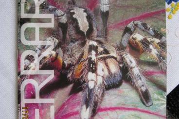 Spinnen und Skorpione kaufen und verkaufen Foto: TERRARIA 09, Asiatische Vogelspinnen, Jan/Febr. 2008 - Rarität !!!