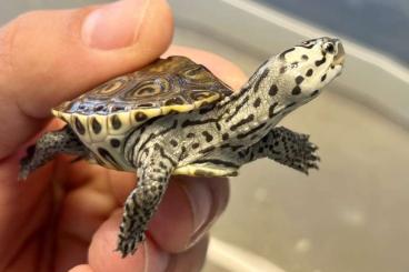 Schildkröten  kaufen und verkaufen Foto: 0.1 Malaclemys terrapin centrata "Concentric"