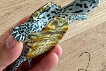 Schildkröten kaufen und verkaufen Foto: 1.0 Malaclemys terrapin centrata *concentric* Schildkröten kaufen und verkaufen Foto: 1.0 Malaclemys terrapin centrata *concentric*