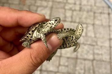 Schildkröten kaufen und verkaufen Foto: 0.0.9 Diamantenschildkröte - Malaclemys terrapin centrata "Concentric" Schildkröten kaufen und verkaufen Foto: 0.0.9 Diamantenschildkröte - Malaclemys terrapin centrata "Concentric"
