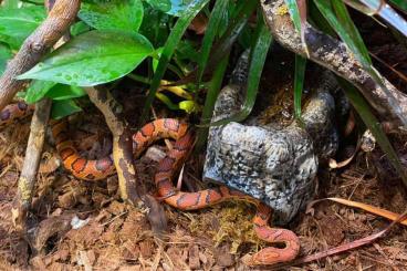 Nattern ungiftige  kaufen und verkaufen Foto: 0.1 Pantherophis guttatus