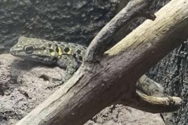 Geckos kaufen und verkaufen Foto: Suche 1,2 Quedenfeldtia moerens 