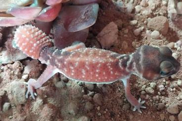 Lizards kaufen und verkaufen Photo: Geckos zu Abgabe; Stenodactylus, Nephrurus, Quedenfeltdia