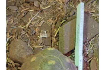 Tortoises kaufen und verkaufen Photo: 0,1 Geochelone carbonaria Tortoises kaufen und verkaufen Photo: 0,1 Geochelone carbonaria