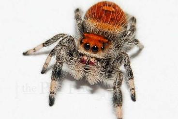 Spiders and Scorpions kaufen und verkaufen Photo: Springspinnen etc. gesucht!