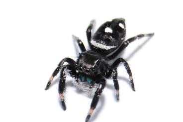 Spiders and Scorpions kaufen und verkaufen Photo: Springspinnen etc. gesucht!
