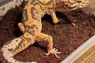 Geckos kaufen und verkaufen Foto: Leopardgeckos in liebevolle Hände abzugeben 