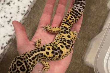 Geckos kaufen und verkaufen Foto: Leopardgeckos suchen zuhause 