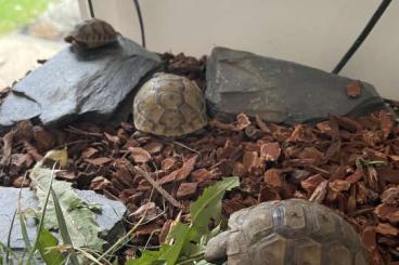 Schildkröten  kaufen und verkaufen Foto: Maurische Landschildkröten 