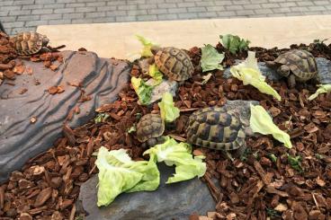 Landschildkröten kaufen und verkaufen Foto: maurische Landschildkröten