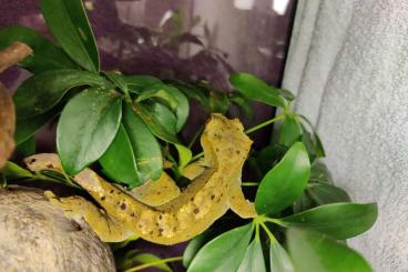 Geckos kaufen und verkaufen Foto: Kronengecko - Correlophus ciliatus - Yellow Flame