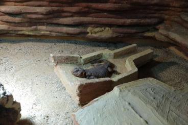 Other Agama kaufen und verkaufen Photo: 2x männliche Uromastyx Geyri DNZ 2005 Other Agama kaufen und verkaufen Photo: 2x männliche Uromastyx Geyri DNZ 2005