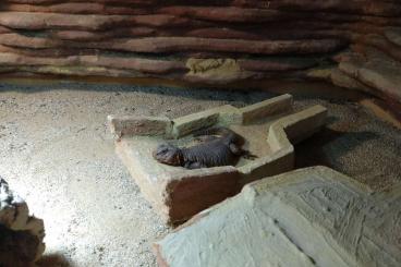 Andere Agamen kaufen und verkaufen Foto: 2x männliche Uromastyx Geyri DNZ 2005