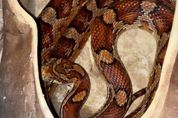 Schlangen kaufen und verkaufen Foto: Zwei Kornnattermädels abzugeben 