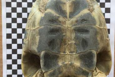Schildkröten  kaufen und verkaufen Foto: Zuchtpärchen griechische Landschildkröten