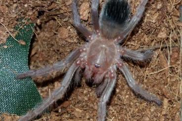 Vogelspinnen kaufen und verkaufen Foto: Lasiodora Parahybana Sling 