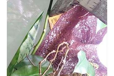 Lizards kaufen und verkaufen Photo: Langschwanzeidechsen Pärchen Lizards kaufen und verkaufen Photo: Langschwanzeidechsen Pärchen