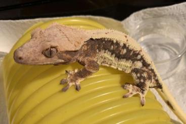 Geckos kaufen und verkaufen Photo: 1.0 Lily White Crestedgecko Kronengecko