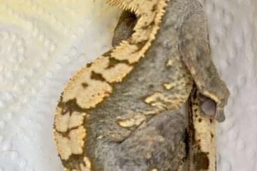 Geckos kaufen und verkaufen Foto: Lavendel Kronengecko NZ23 Junge