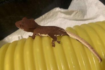 Geckos kaufen und verkaufen Foto: Red Phantom Lily White Crested Gecko 