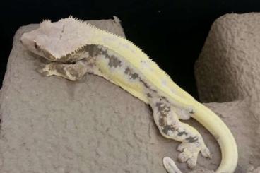 Geckos kaufen und verkaufen Foto: Adult Lily White Crested Gecko 