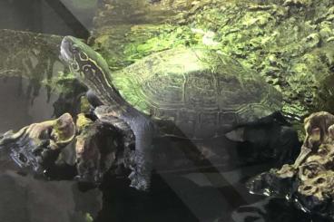 Sumpfschildkröten kaufen und verkaufen Foto: Zu verschenken - umständehalber abzugeben