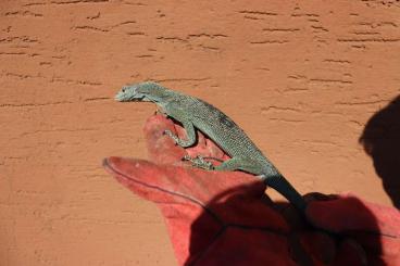 Echsen kaufen und verkaufen Foto: Verkaufe 1.2 Varanus kordensis Echsen kaufen und verkaufen Foto: Verkaufe 1.2 Varanus kordensis
