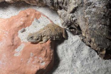 Echsen kaufen und verkaufen Foto: 1.2 Xenagama taylori zur Abgabe Echsen kaufen und verkaufen Foto: 1.2 Xenagama taylori zur Abgabe