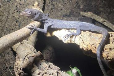 Lizards kaufen und verkaufen Photo: Last chance for houten 1.6.2015 