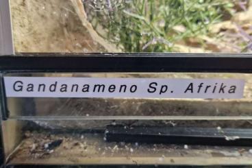Spinnen und Skorpione kaufen und verkaufen Foto: Gandanameno Spec. Afrika 3x Zuchten inkls.Terra