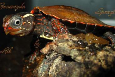 Sumpfschildkröten kaufen und verkaufen Foto: Biete schöne und gesunde CH-NZ  Geoemyda Spengleri / Geoemyda Japonica