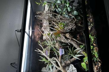 Lizards kaufen und verkaufen Photo: Gastropholis Prasina 1.1 / Terrarium 90x45x90 Lizards kaufen und verkaufen Photo: Gastropholis Prasina 1.1 / Terrarium 90x45x90