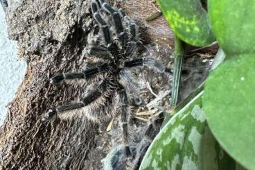 - bird spiders kaufen und verkaufen Photo: Vogelspinnen / Abholung oder Verssnd 