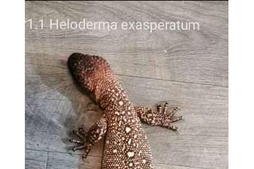 Echsen  kaufen und verkaufen Foto: I deliver to houten this weekend :Heloderma exasperatum 