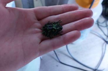 frogs kaufen und verkaufen Photo: Stocklist pickup didam or delivery houten/hamm frogs kaufen und verkaufen Photo: Stocklist pickup didam or delivery houten/hamm