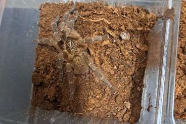 Spinnen und Skorpione kaufen und verkaufen Foto: Biete H.baviana, P.murinus dcf kigoma